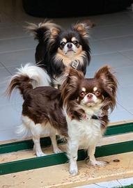 Chihuahua maschietti meravigliosi con pedigree