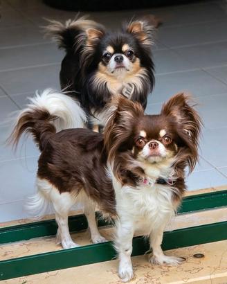 Chihuahua maschietti meravigliosi con pedigree
