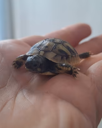 Tartarughe di terra