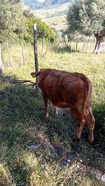 MANZETTA DA VITA JERESY