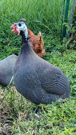 Coppia di faraone