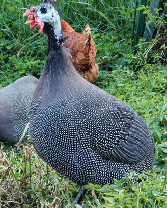 Coppia di faraone