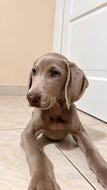 Weimaraner