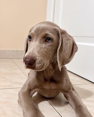 Weimaraner