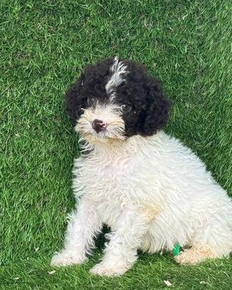 Lagotto romagnolo