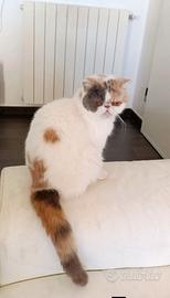 Exotic shorthair