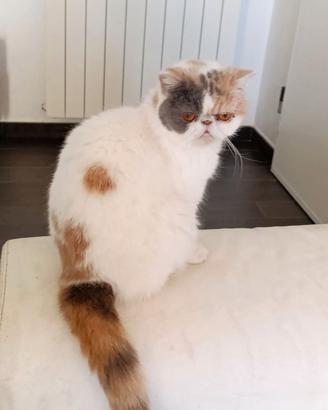 Exotic shorthair