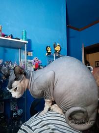 Michelle Gatto Sphinx