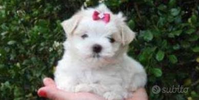 Maltese
