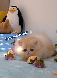 Cucciolo Persiano