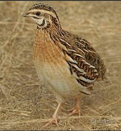 quaglie