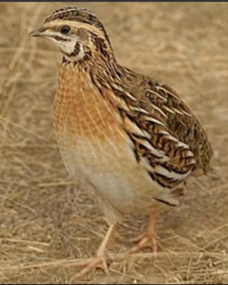 quaglie