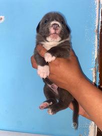 Cuccioli pit