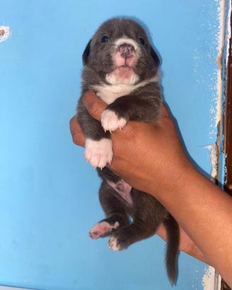 Cuccioli pit