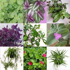 9 talee di Tradescantia, Origano Cubano, Aptenia