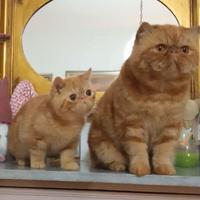 Gatto Exotic Shorthair