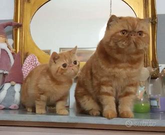 Gatto Exotic Shorthair