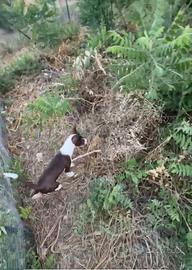 Podenco andaluso femmina per coniglio