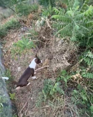 Podenco andaluso femmina per coniglio