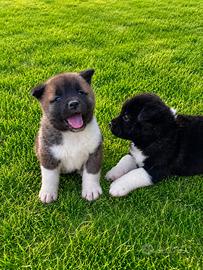 Cuccioli Akita