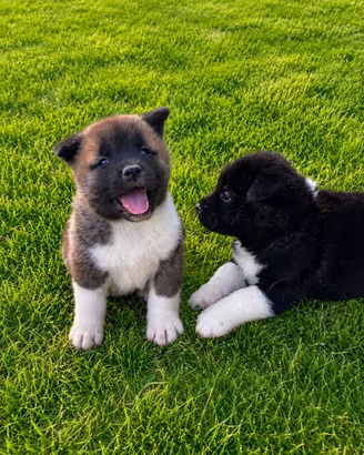 Cuccioli Akita