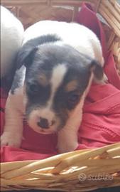 Cucciola di Jack Russell