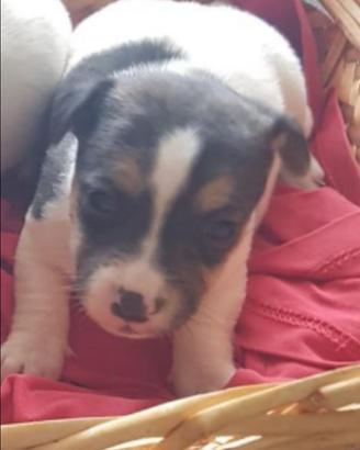 Cucciola di Jack Russell