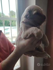 Golden retriever linea Americana