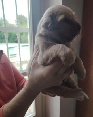 Golden retriever linea Americana
