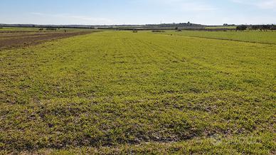Terreno agricolo zona Galeasi