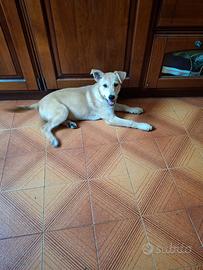 Cucciolo di cane