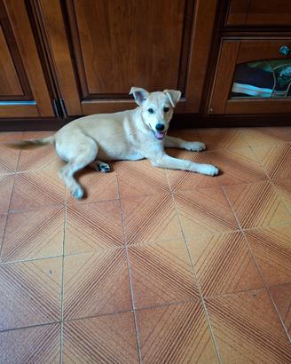 Cucciolo di cane