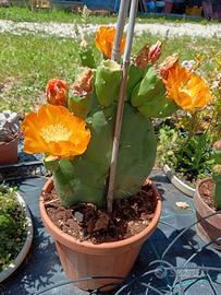 Cactus Opuntia Ficus-Indica