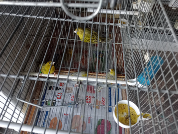 Canarini agata giallo e rosso intenso