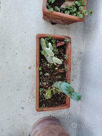 Composizione di cactus in vaso in terracotta