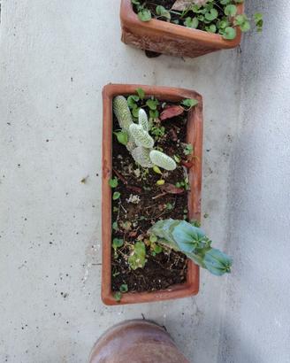 Composizione di cactus in vaso in terracotta