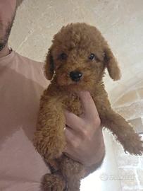 ultimo cucciolo barboncino toy
