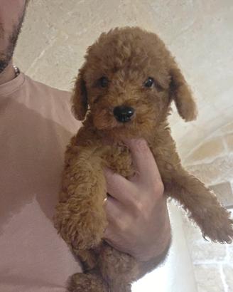 ultimo cucciolo barboncino toy