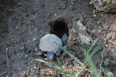 Tartarughe di terra con certificati