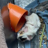 Regalasi Porcellini d'india / Cavie peruviane