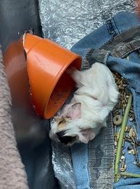 Regalasi Porcellini d'india / Cavie peruviane