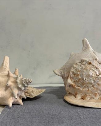 conchiglie giganti vintage