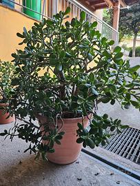 Crassula ovata - grandi dimensioni