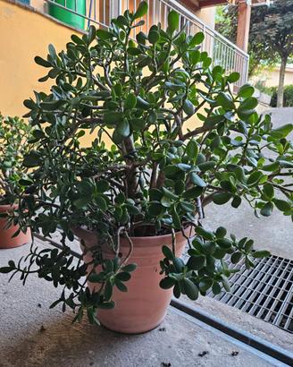Crassula ovata - grandi dimensioni