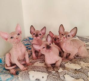 Cuccioli sphynx
