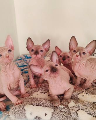 Cuccioli sphynx
