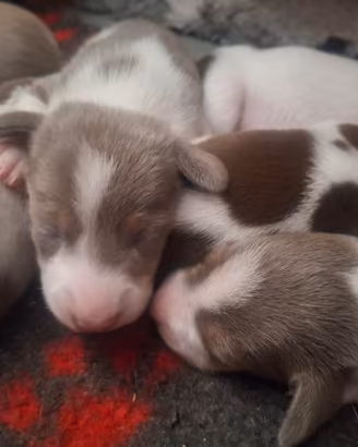 Cuccioli bassotto pelo corto