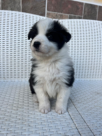Cuccioli Border Collie Toscana