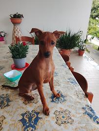 Disponibile per monta