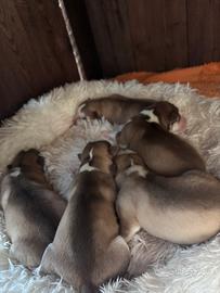 Cuccioli siberian husky